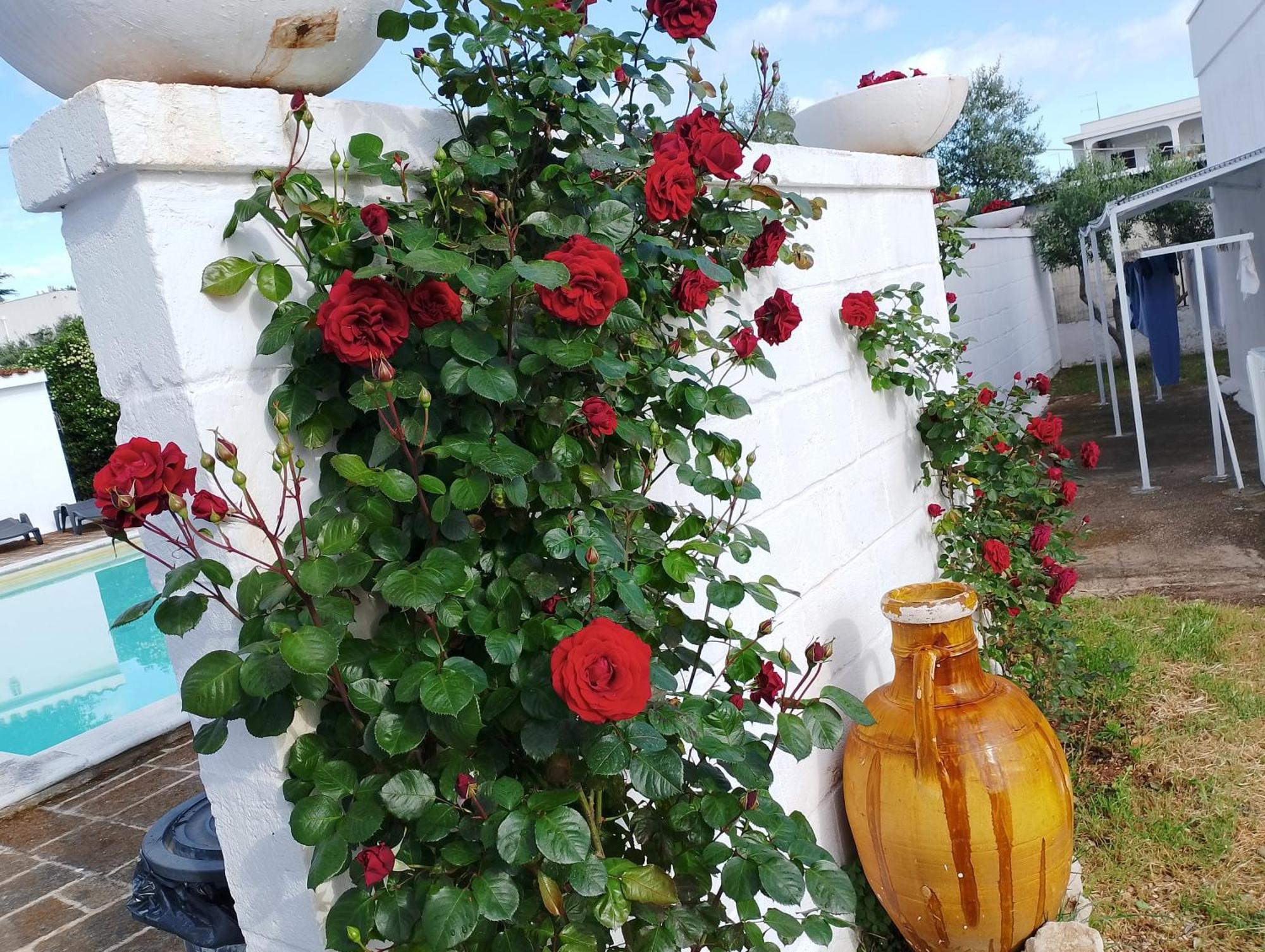 La Dimora Di Nonna Giuliana Otel Ostuni Dış mekan fotoğraf